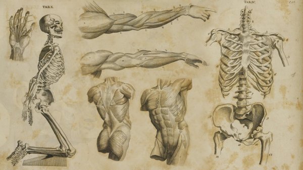 Леонардо да Винчи анатомия