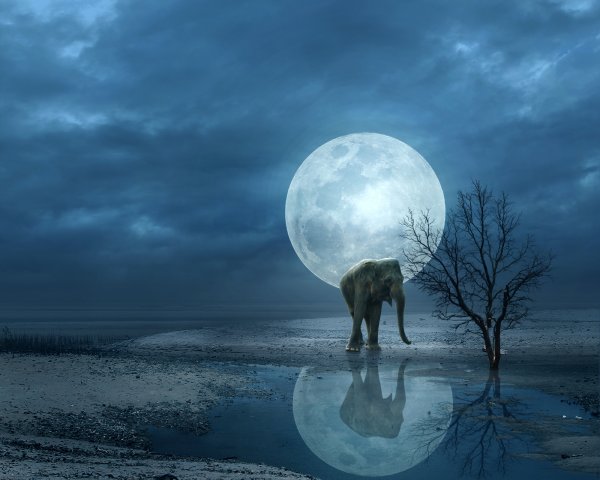 Слон и Луна