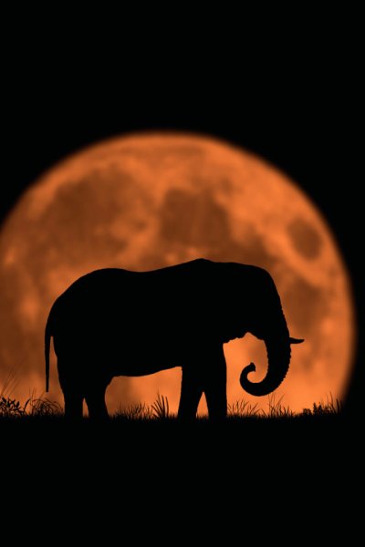 Слон ночью