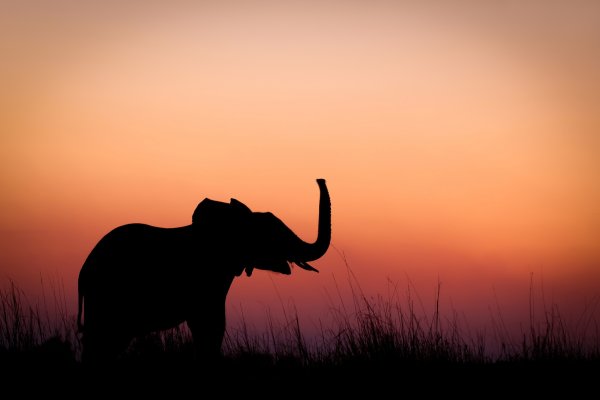 Силуэт слона на закате