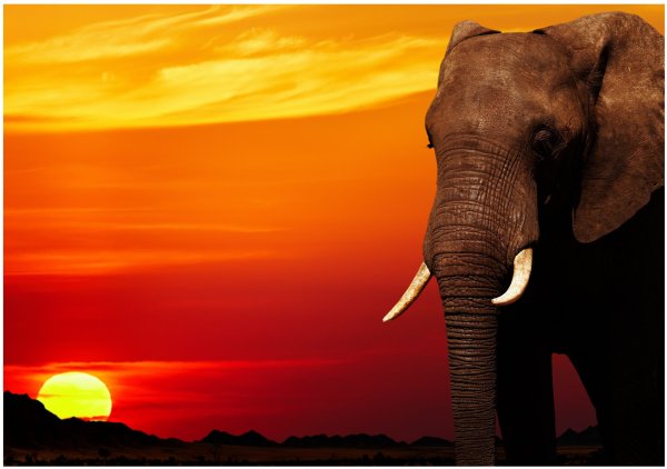 Африканские животные на закате