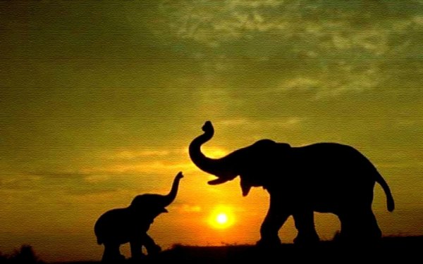 Слоны на закате