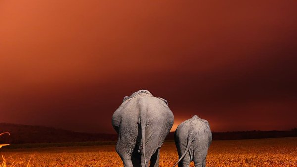 Фон слоны