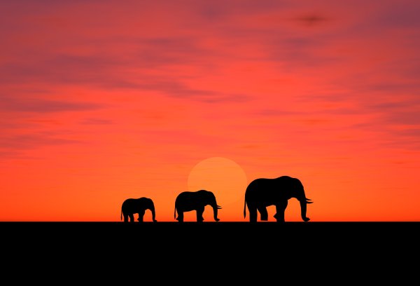 Семья слонов на закате
