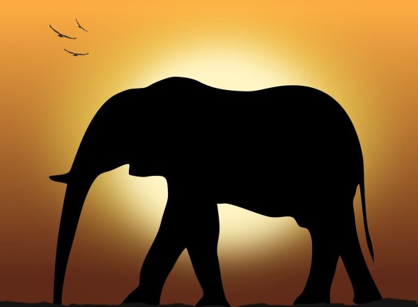 Силуэты слонов на закате
