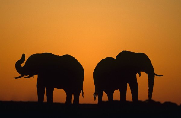 Африканский слон на фоне заката