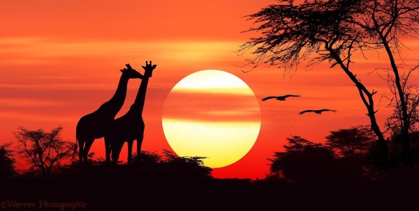 Жираф саванны Африки