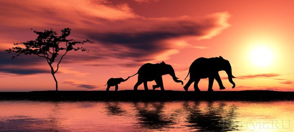 Фотообои слоны в закате