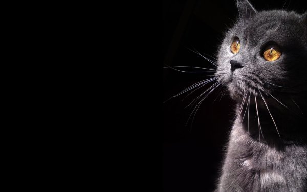 Британский кот на черном фоне