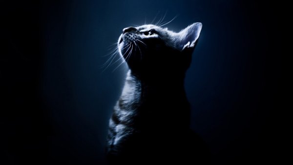 Котик на темном фоне