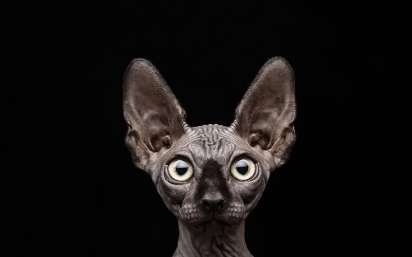 Египетский сфинкс кошка