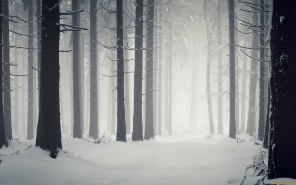 Снегопад на фоне леса