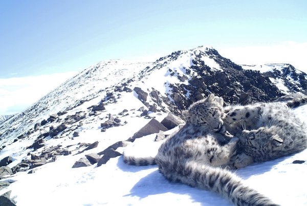 Снежный Барс Приэльбрусье животное