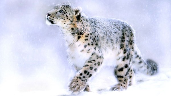 Снежный гепард