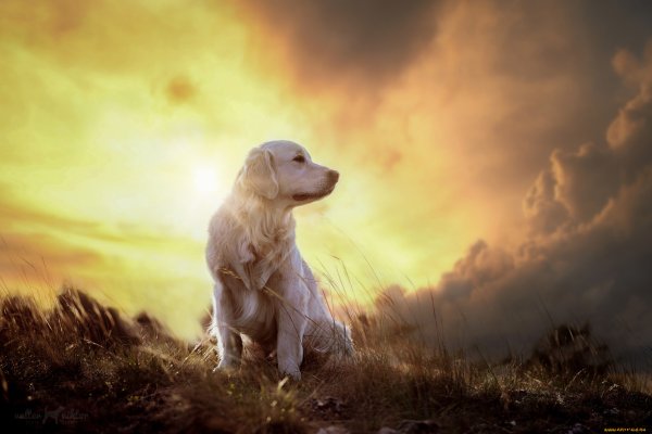Собака на фоне неба