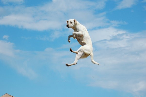Собака в воздухе