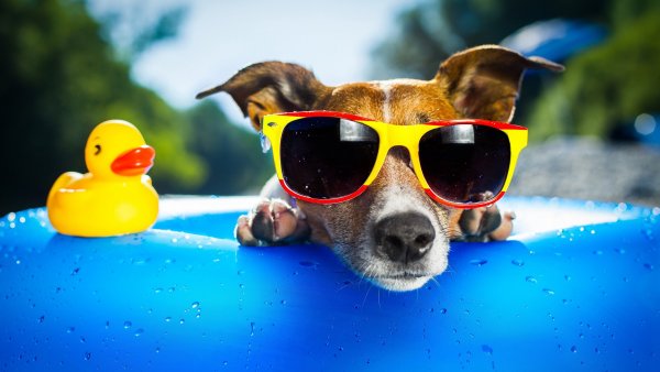 Собака в солнечных очках