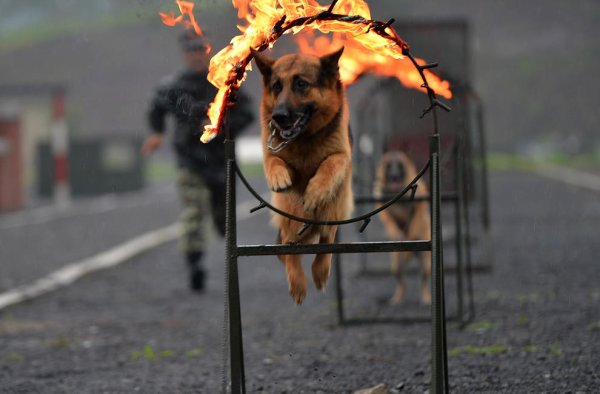 Собака на фоне огня