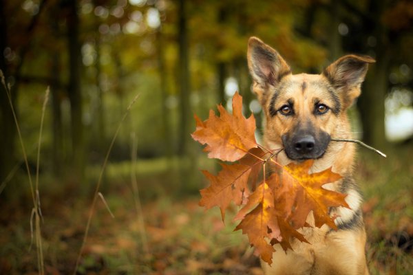 Собака на фоне осени