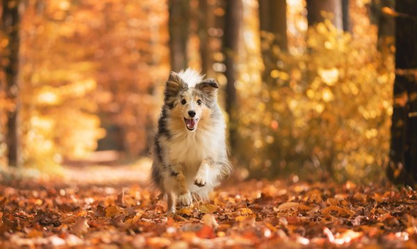 Осень лес собака