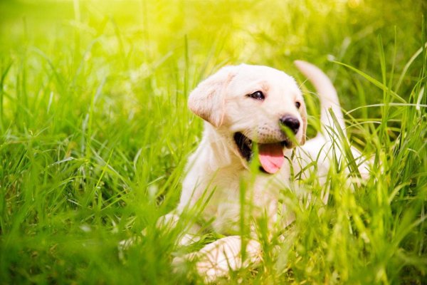 Собака на фоне травы