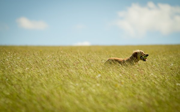 Собака на фоне поля