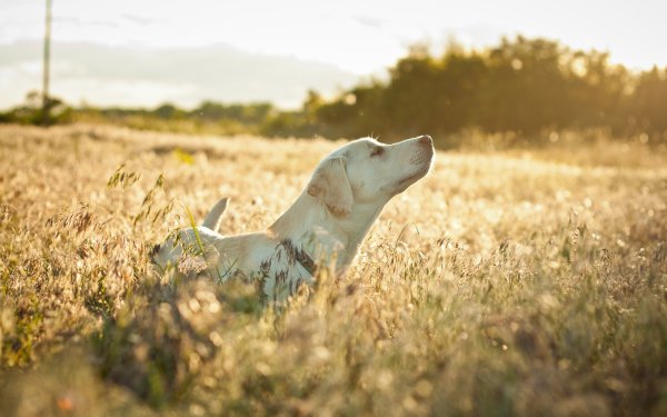 Собака в поле