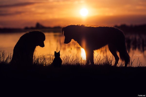Кот и собака закат