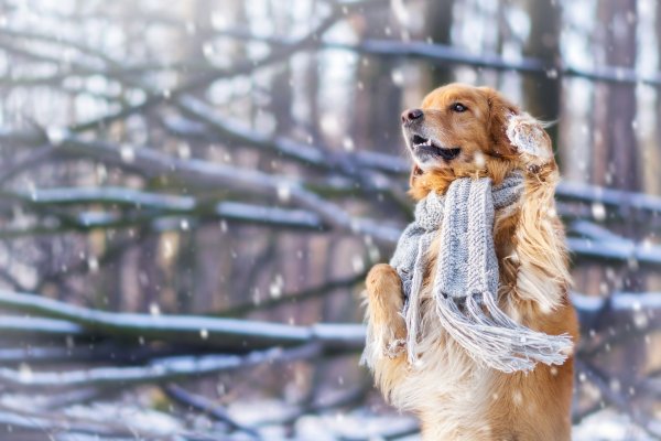 Собака снег зима