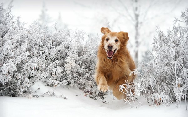 Собака радуется снегу