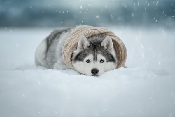 Собачки зимой