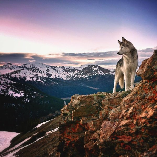Собаки на фоне гор