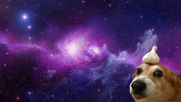 Собаки на фоне космоса