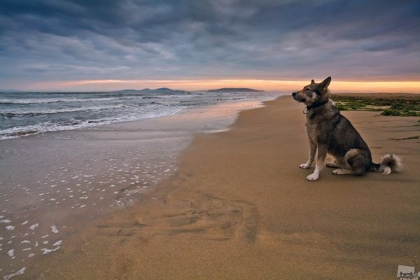 Собака на берегу океана