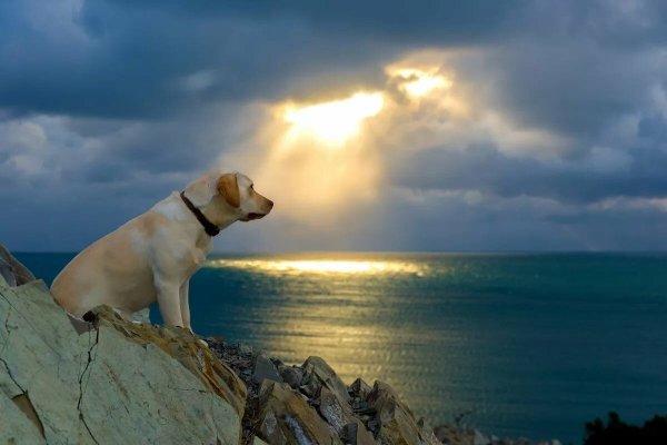 Собака на берегу моря