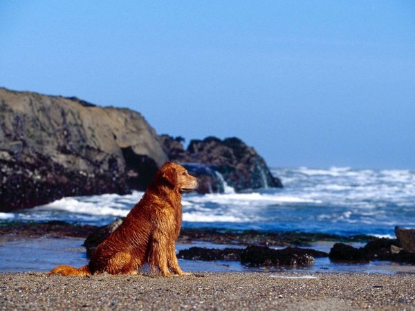 Собака на фоне моря