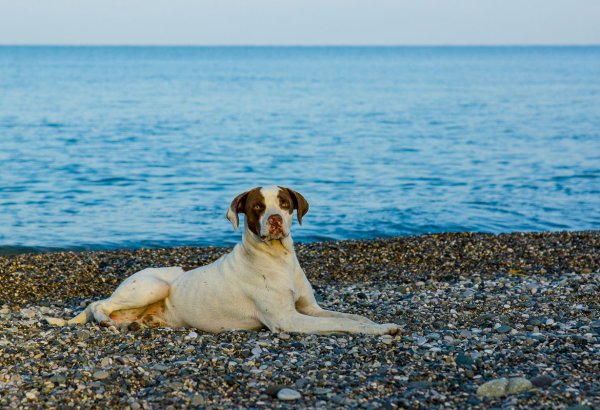Собака на фоне моря