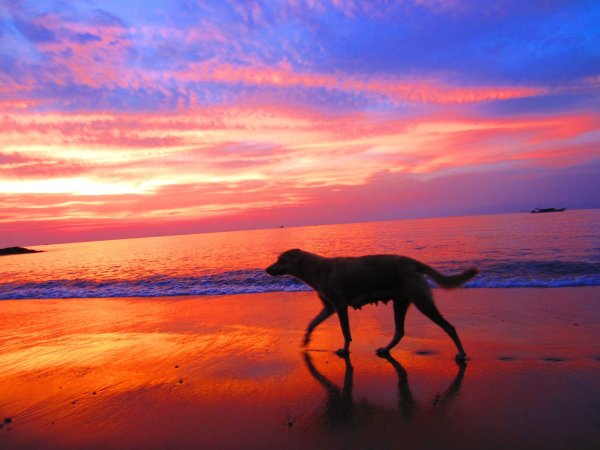 Собака море закат