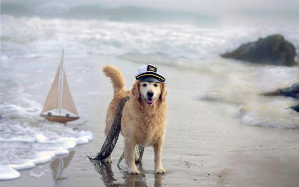 Собака на корабле