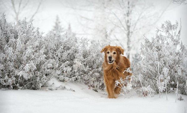 Собаки на фоне снега