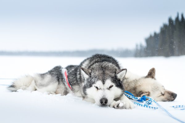 Сибирский хаски снежный волк