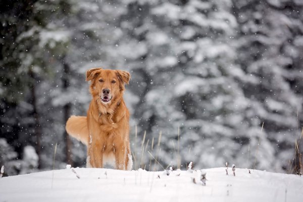 Собаки на фоне снега