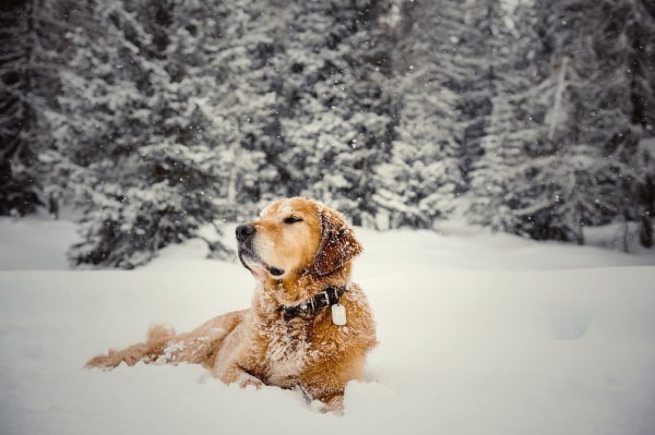 Собака в Снежном лесу