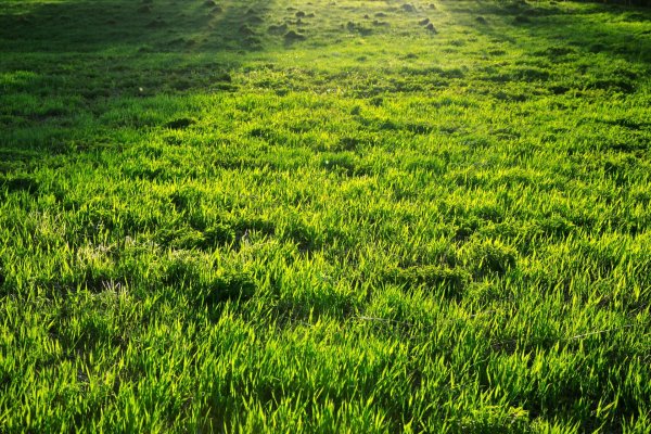 Трава газон