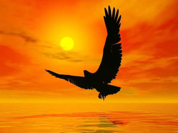 Орел в небе на закате