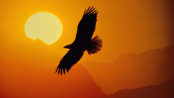 Орел в небе солнце