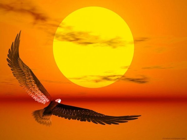 Птица летящая к солнцу