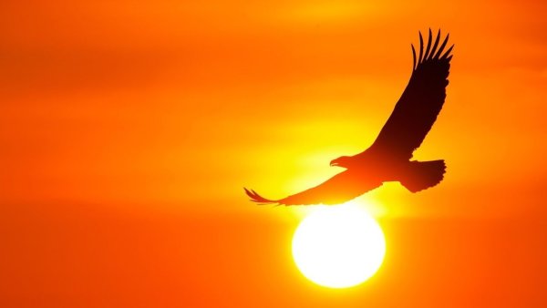 Орел на фоне солнца