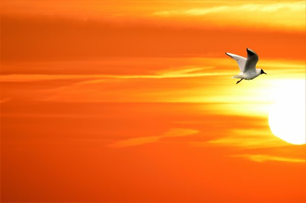 Птицы на Восходе солнца