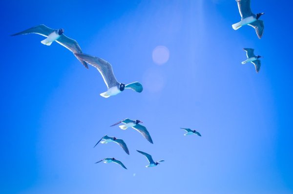 Чайки в голубом небе